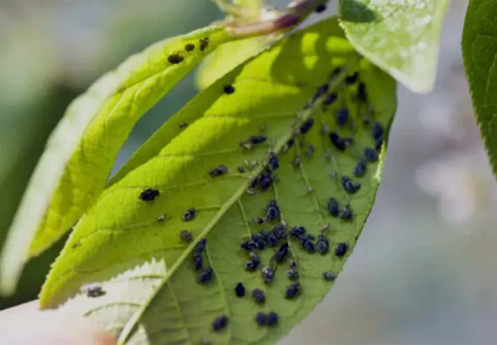 Unas hojas verdes de un árbol frutal cubiertas de pequeñas plagas negras.