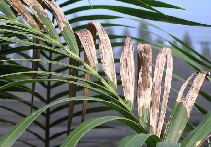 Hojas de kentia con manchas marrones y secas, indicando posibles enfermedades.