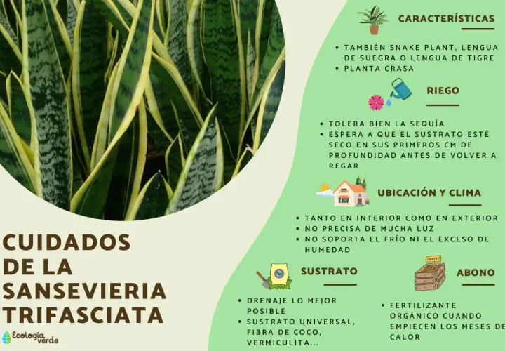 Planta Sansevieria Trifasciata, también conocida como lengua de suegra, con hojas verdes y amarillas. La imagen detalla sus cuidados, riego, ubicación y sustrato.