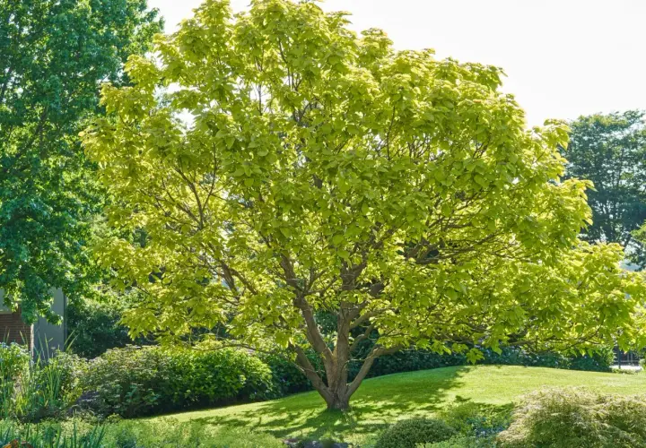 Árboles de parques frondosos y verdes, con hojas brillantes bajo el sol. Un oasis de tranquilidad.
