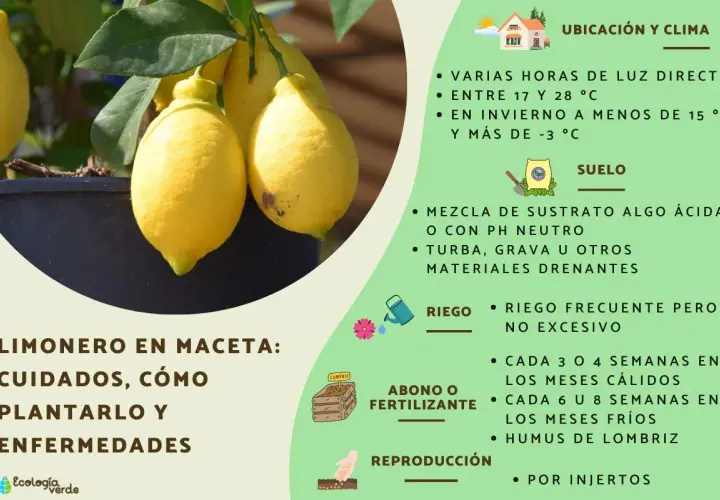 Limonero en macetero con limones amarillos, ideal para cultivar en casa. Consejos de riego, suelo y fertilizante.