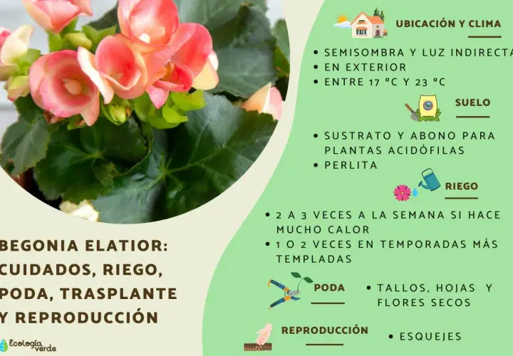 Bellas begonias de interior con flores rosadas, listas para cuidados y reproducción.