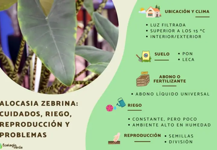 Alocasia zebrina: cuidados, riego y reproducción. Consejos para su ubicación, suelo, abono y humedad.