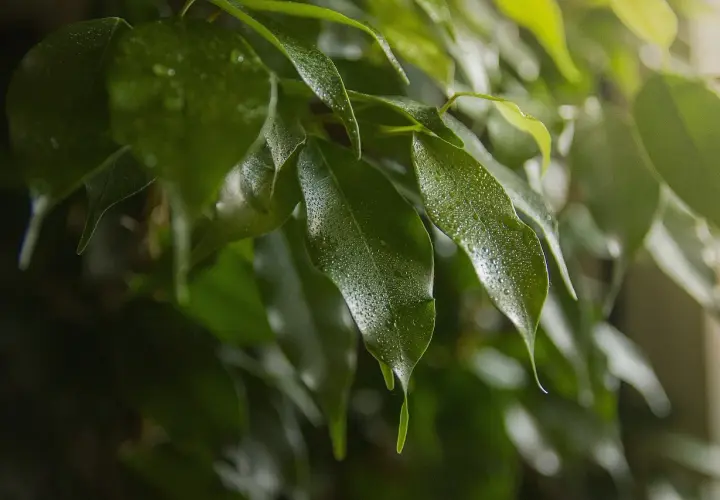 Hojas de ficus benjamina con gotas de agua, quizás indicando estrés o enfermedades.