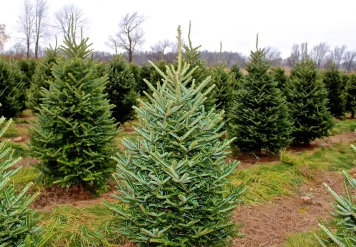 Fila de árboles de Navidad, mostrando varios tipos de abetos en un campo.