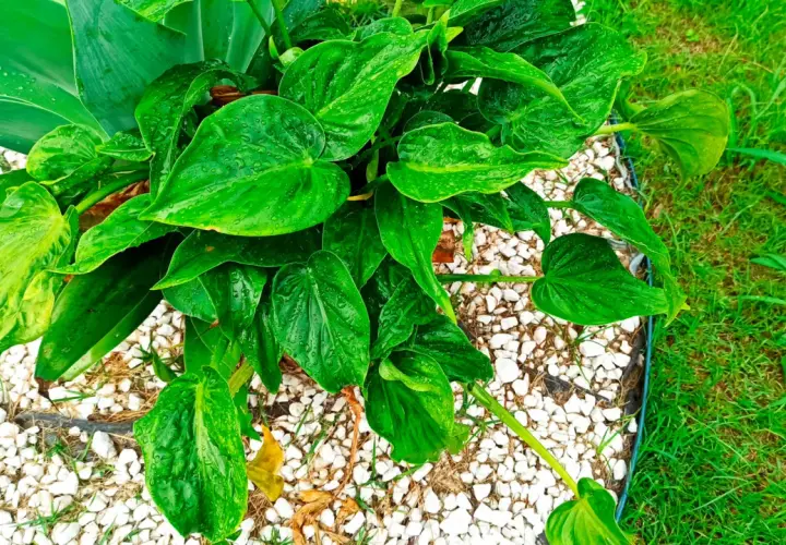 Alocasia cucullata con hojas verdes brillantes y gotas de agua, rodeada de grava blanca y césped.