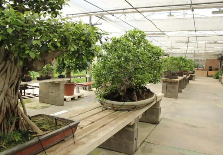 Bonsáis de ficus microcarpa en un invernadero, mostrando sus raíces aéreas y follaje exuberante. Los cuidados de estas plantas son esenciales para su belleza.