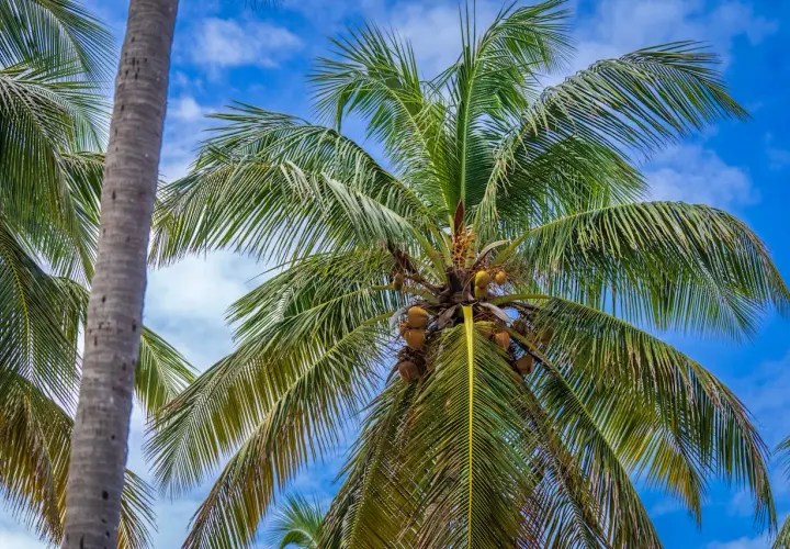 Palmeras de cocos nucifera con cocos maduros colgando bajo un cielo azul con nubes blancas.