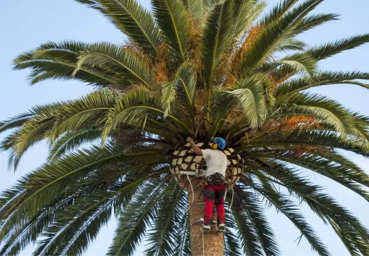 Hombre con equipo de seguridad cortando tronco de palmera con motosierra.