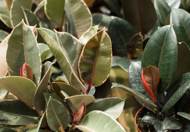 Hojas verdes y variegadas de ficus elastica, ideales para interiores. Cuidados sencillos para un hogar vibrante.