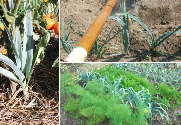 Cultivo de puerros en huerto. Se observa un puerro grande con paja alrededor, un azadón listo para plantar puerros y una hilera de puerros junto a zanahorias y hinojo.