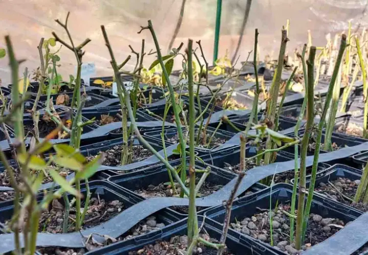 Filas de esquejes de rosal en macetas negras, listos para enraizar. Es el momento perfecto cuando hacer esquejes de rosal.