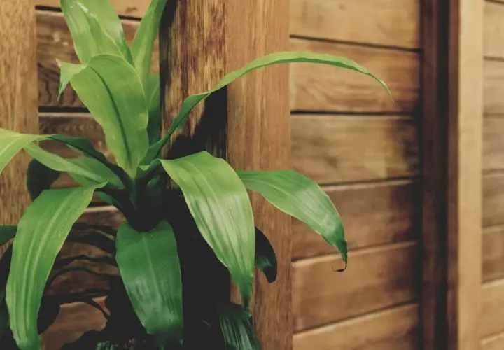 Planta de interior Dracaena Massangeana, con hojas verdes vibrantes, junto a una columna de madera.