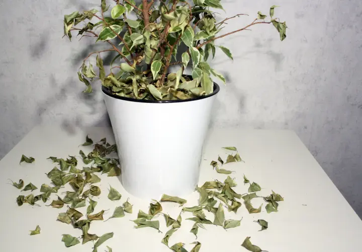 Un ficus con hojas amarillas y secas esparcidas alrededor de su maceta blanca.