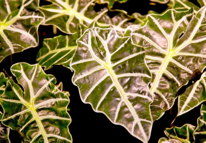 Hojas de Alocasia Zebrina con nervaduras blancas y verdes vibrantes. Consejos para sus cuidados.