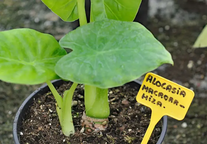 Planta marquesa venenosa, Alocasia macrorrhiza, con hojas verdes grandes y un tallo grueso.