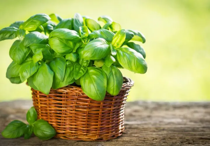 Planta de albahaca fresca en una cesta de mimbre, mostrando la exuberancia de sus hojas verdes. Hay varios tipos de albahaca, cada uno con su aroma y sabor únicos.