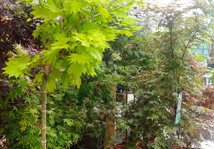 Arce japonés en maceta, con hojas verdes vibrantes y otras de tonos rojizos, listos para embellecer cualquier jardín.