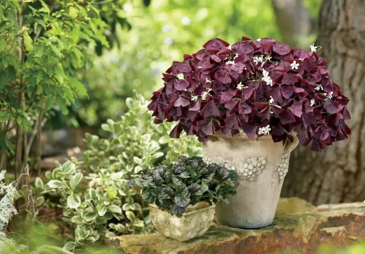 Maceta con Oxalis triangularis de hojas moradas y flores blancas. Consejos para sus cuidados.