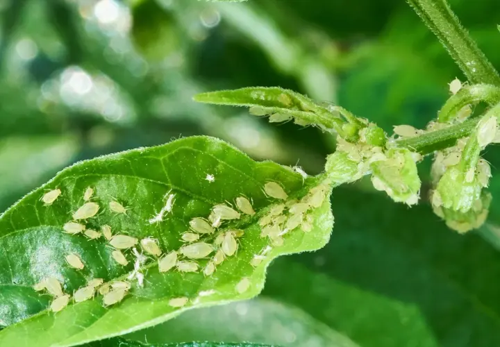 Un grupo de pulgones infestando una hoja verde, un ejemplo de plagas y enfermedades de los setos que afectan a la vegetación.