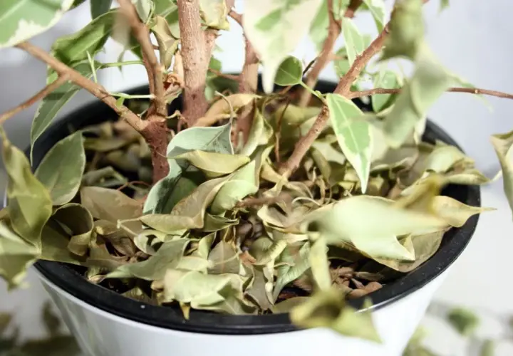 Planta de interior con hojas secas y caídas. ¿Por qué se caen las hojas de las plantas de interior? Falta de riego o exceso de sol pueden ser las causas.