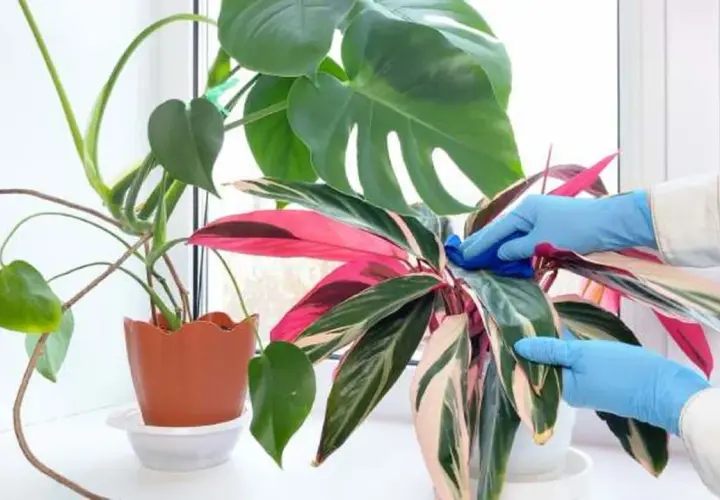 Manos enguantadas limpian hojas de calathea triostar, mostrando cuidados para mantenerla vibrante.