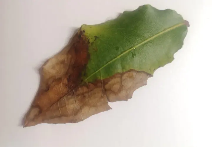 Hoja de laurel con necrosis, mostrando la progresión de enfermedades. La parte verde sana contrasta con la marrón seca, evidencia de problemas en el laurel.