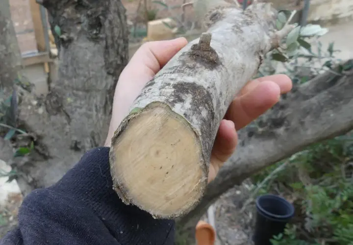 Mano sostiene un trozo de rama de olivo, listo para ser usado como esquejes de olivo en agua para su propagación.