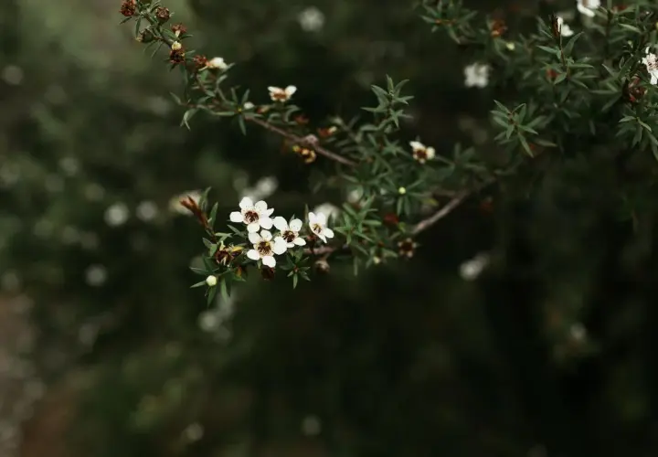 Delicadas flores blancas de Leptospermum scoparium, con detalles de sus cuidados.
