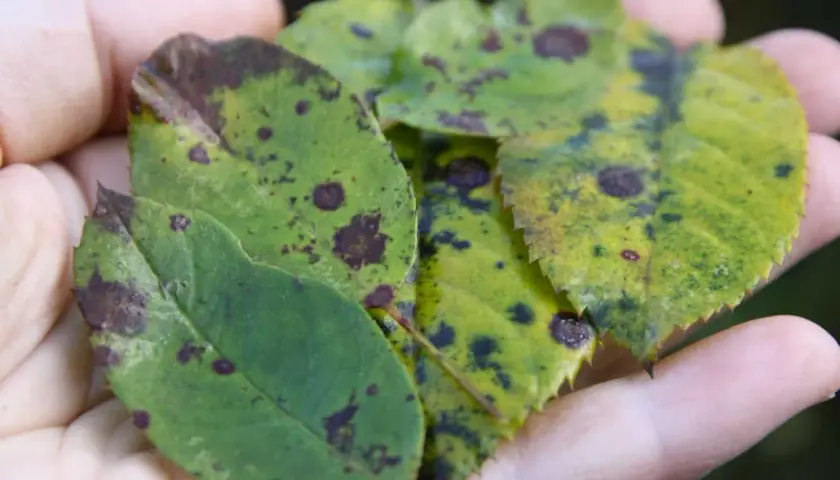Manos sostienen hojas de rosal con manchas oscuras, indicando enfermedades. Fotos de enfermedades de los rosales.