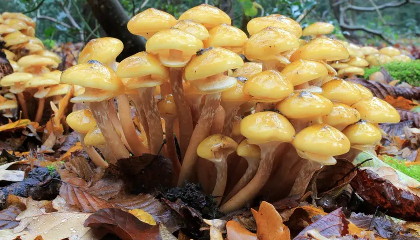 Un grupo de **hongos de la miel** amarillos y brillantes brotan entre hojas secas y húmedas en el bosque.