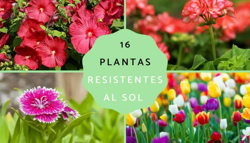 16 plantas de exterior resistentes al sol y poca agua: hibiscos, geranios y tulipanes vibrantes.