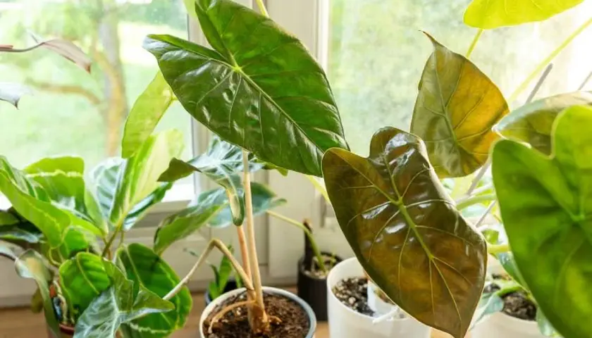 Alocasia con hojas arrugadas y brillantes, algunas de un verde intenso y otras con tonos cobrizos, junto a otras plantas en macetas frente a una ventana.