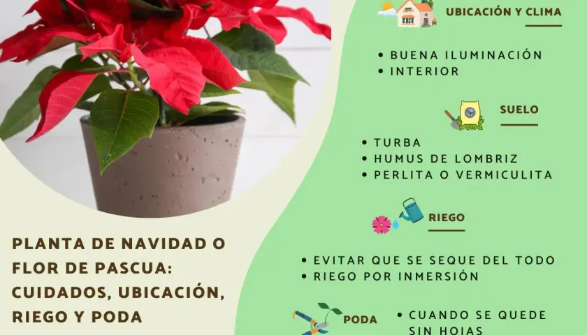 Flor de pascua en verano, planta de Navidad con cuidados, ubicación, riego y poda.