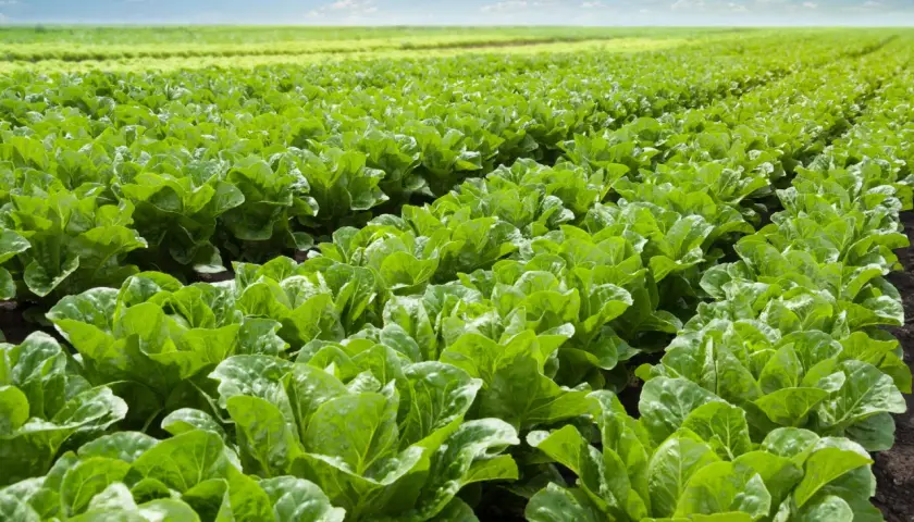 Un campo extenso y verde donde se pueden plantar lechugas, con filas ordenadas bajo un cielo azul y nubes blancas.
