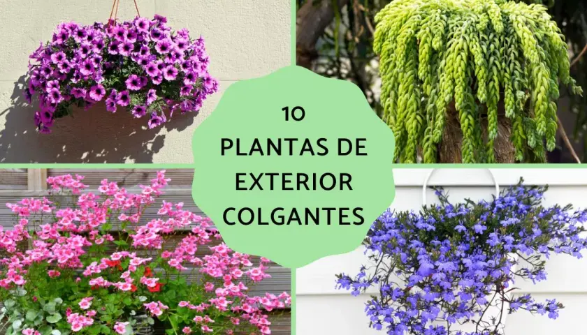 Colgantes de exterior: petunias moradas, cola de burro verde, reina rosada y lobelia azul.