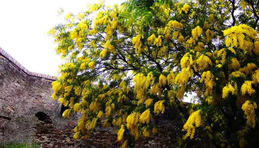 Un árbol con flores amarillas, como cascadas doradas, se alza junto a un muro de piedra antiguo.