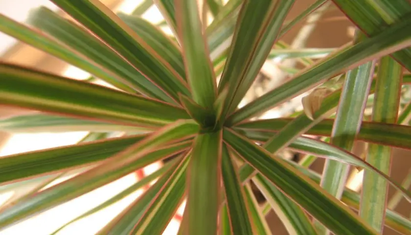 Dracaena marginata cuidados: hojas verdes con bordes rojizos, un detalle de la planta que muestra su vitalidad.