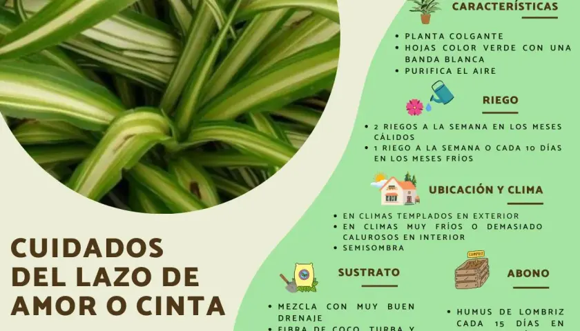 Planta cinta o lazo de amor, ideal para interiores. Sus cuidados incluyen riego y ubicación para un crecimiento saludable.