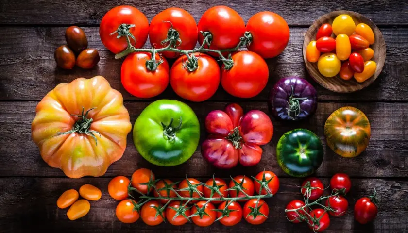 Variedad de tipos de tomates: rojos, verdes, morados, amarillos y de diferentes formas, desde cherry hasta heirloom.
