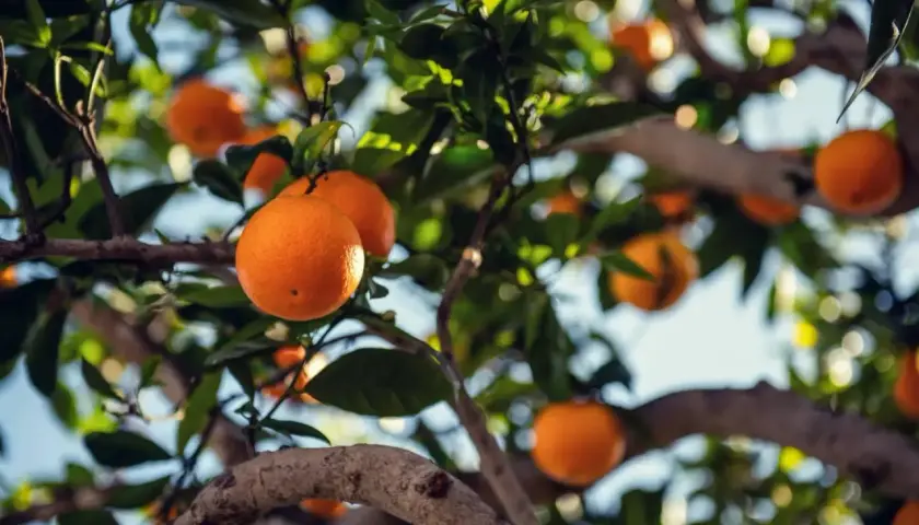 Naranjas maduras cuelgan de las ramas de un árbol, mostrando la abundancia de variedades de naranjos.