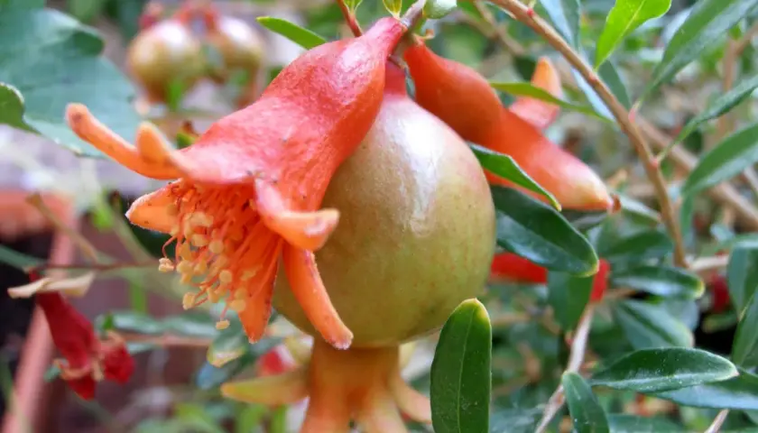 Flor anaranjada de punica granatum nana con un pequeño fruto verde.