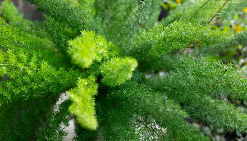Primer plano de una esparraguera plumosa con hojas verdes vibrantes y delicadas.