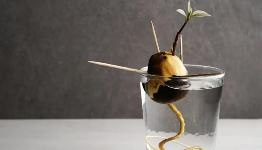 Hueso de aguacate germinando en agua, con palillos para sostenerlo. Una raíz curva y un brote verde emergen, mostrando el inicio de plantar hueso aguacate.
