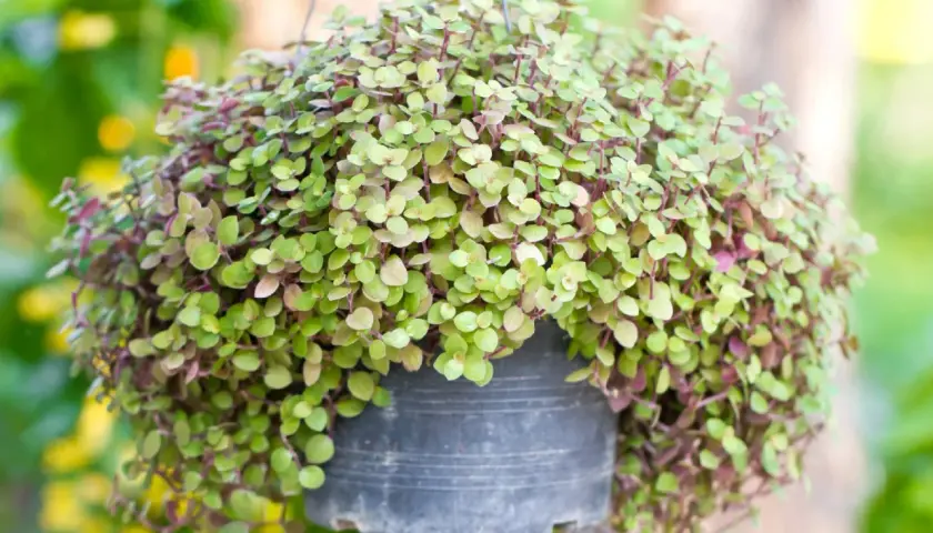 Callisia repens colgando en una maceta, con sus pequeñas hojas verdes y moradas creando un efecto cascada.