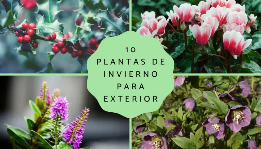 Cuatro imágenes de plantas de invierno: acebo con bayas rojas, ciclámenes rosados, verónica morada y eléboros púrpuras.