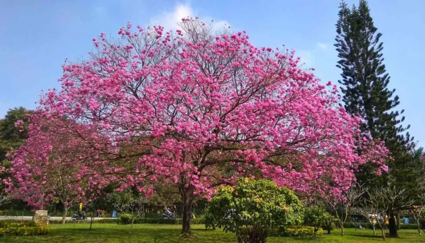 Espectacular árbol con flores rosas en un parque español, como un sueño de primavera.