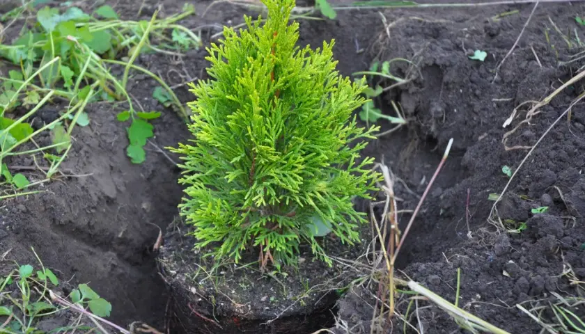 Una pequeña tuya planta, con sus raíces expuestas, está a punto de ser plantada en tierra oscura.
