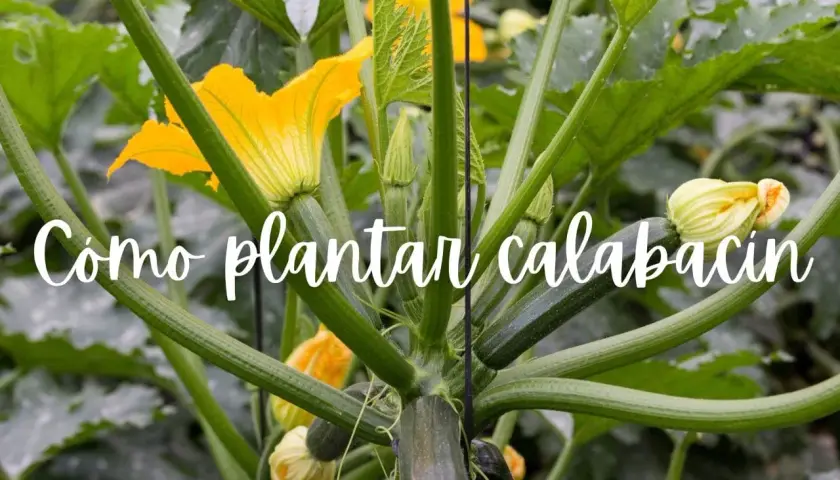 Planta de calabacín en crecimiento con flores amarillas y frutos jóvenes. Aprende cómo plantar calabacín para una cosecha abundante.