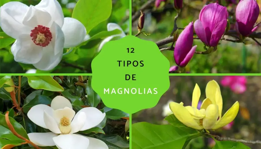 Cuatro tipos de magnolias: blanca, morada, amarilla y otra blanca. Explora la diferencia entre magnolio y magnolia.